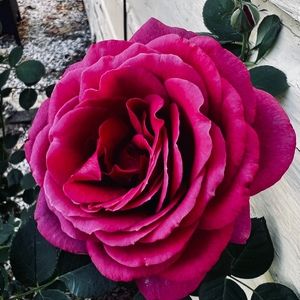 Meet your Posher, Richard